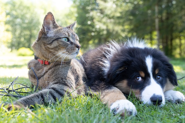 cat and dog in grass by Andrew S/Unsplash